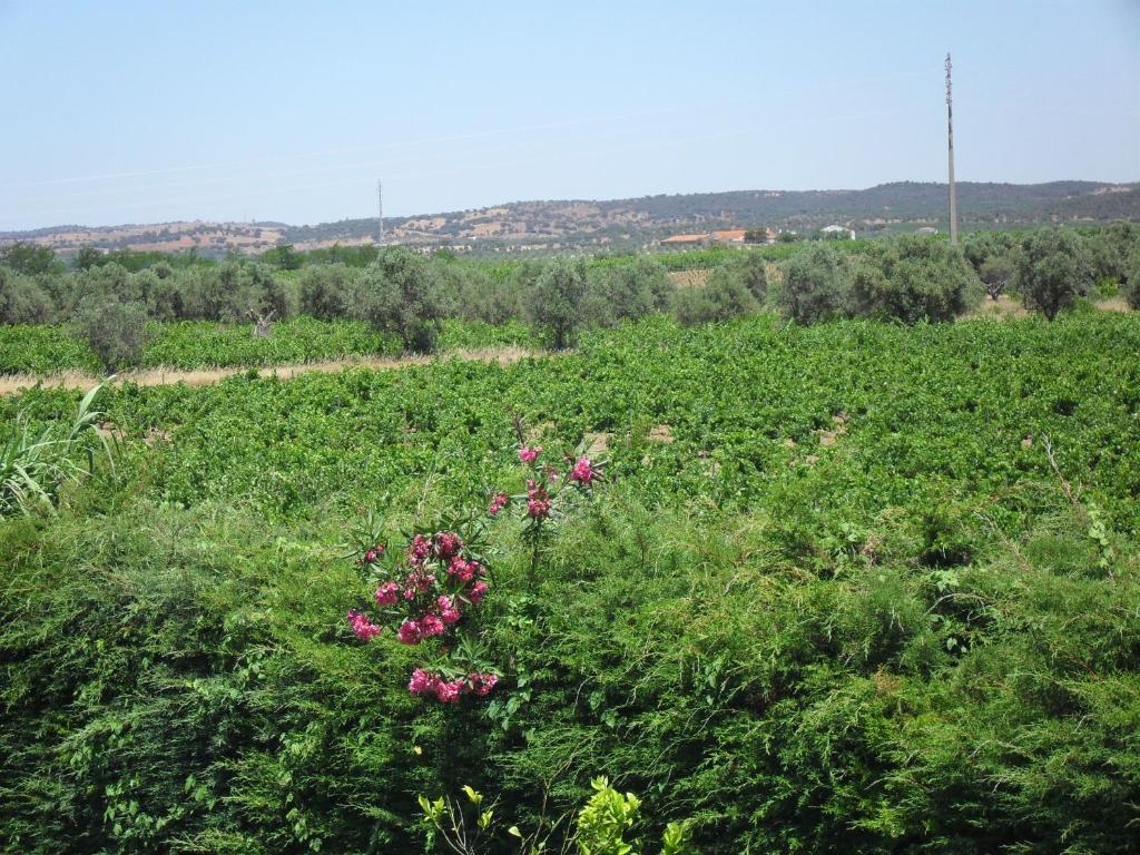 Terras De Monsaraz Ξενοδοχείο Reguengos de Monsaraz Δωμάτιο φωτογραφία