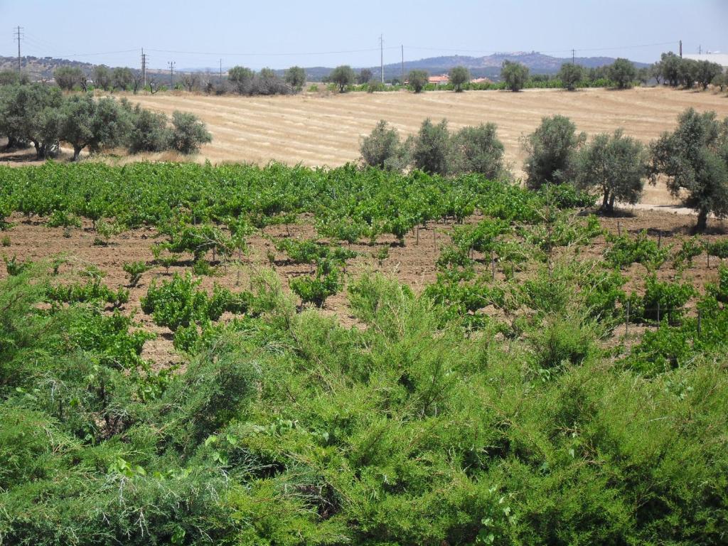 Terras De Monsaraz Ξενοδοχείο Reguengos de Monsaraz Δωμάτιο φωτογραφία